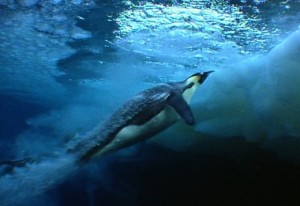Penguins-Underwater-Rocket-Movement